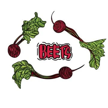 Vector set with beets. Stock Illustration