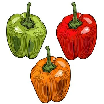 Vector set of bell peppers in different colors. Stock Illustration