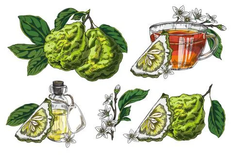 Vector set with bergamot fruit, flowers, oil and a mug of tea. Stock Illustration