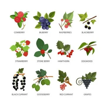 Vector set of berries. Design elements in flat style and icons isolated on white Stock Illustration