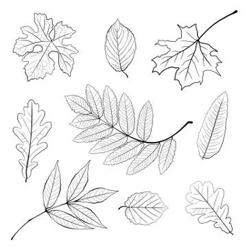 Vector set of black and white autumn falling leaves Stock Illustration