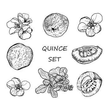 Vector set of black and white images of flowers and quince fruits Stock Illustration