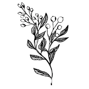 Vector set of branch with berries. ink hand drawing wild plants and herbs Stock Illustration