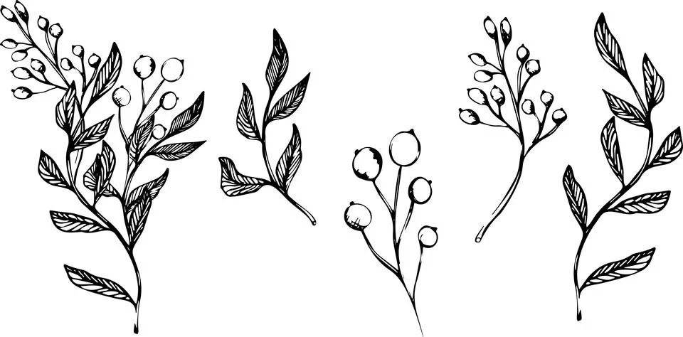 Vector set of branch with berries. ink hand drawing wild plants and herbs Stock Illustration