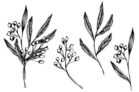 Vector set of branch with berries. ink hand drawing wild plants and herbs Stock Illustration
