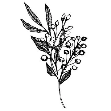 Vector set of branch with berries. ink hand drawing wild plants and herbs Stock Illustration