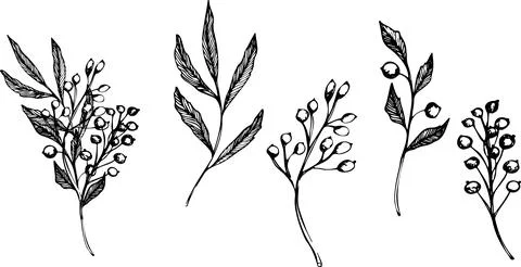 Vector set of branch with berries. ink hand drawing wild plants and herbs Stock Illustration