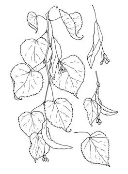 Vector set of branches of a flowering linden tree. A drawn collection in a Stock Illustration
