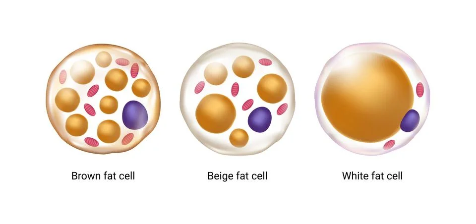 Vector set of brown, beige and white fat cells. Illustration of adipose tissue Stock-Illustration