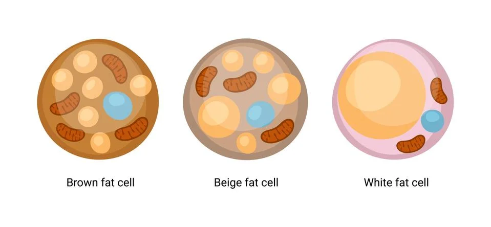 Vector set of brown, beige and white fat cells. Illustration of adipose tissue Stock Illustration