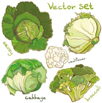 Vector set with cabbage, cauliflower, cole, broccoli, and savoy Stock Illustration