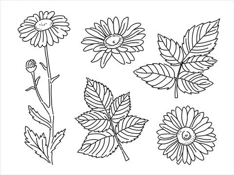 Vector set of chamomiles in doodle style. Stock Illustration