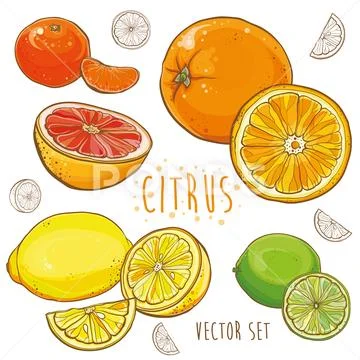 Vector set with citrus fruit: lemon, lime, orange, tangerine, grapefruit Stock Illustration