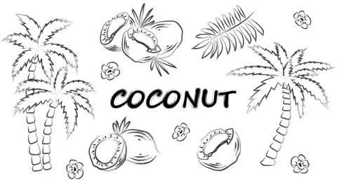 Vector set of coconut clipart. Stock Illustration