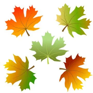 Vector set of colorful autumn maple leaves isolated on white background. Stock Illustration