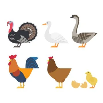Vector set of Colorful farm bird icons. Illustrazione stock