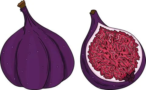 Vector set of colorful figs. Stock Illustration