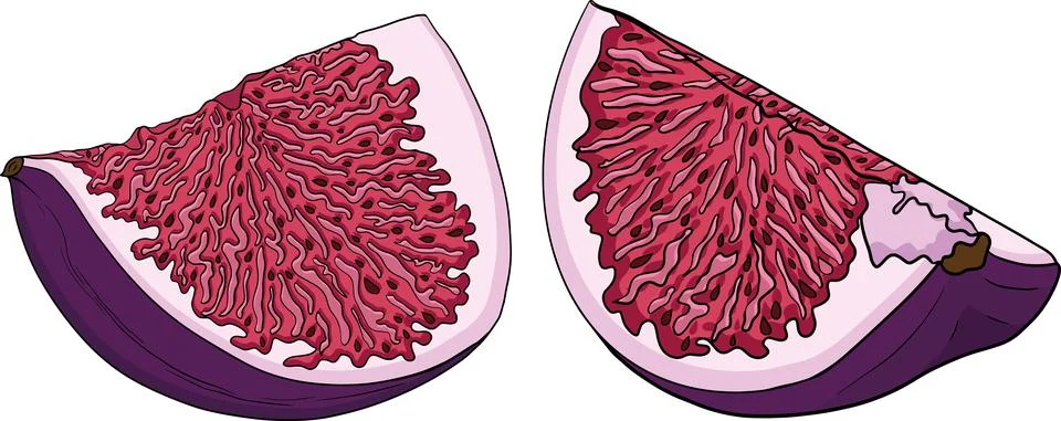 Vector set of colorful figs. Stock Illustration