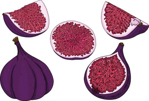 Vector set of colorful figs. Stock Illustration