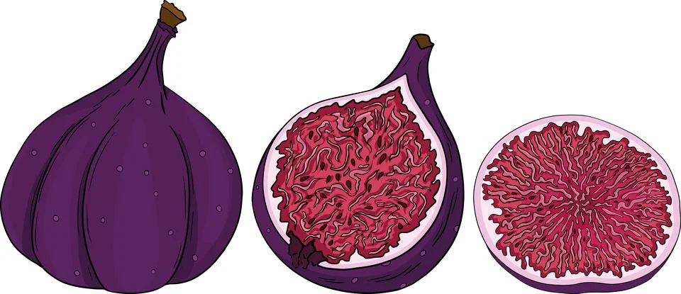Vector set of colorful figs. Stock Illustration