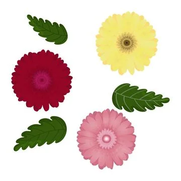 Vector set of colorful gerbera flowers. Stock Illustration
