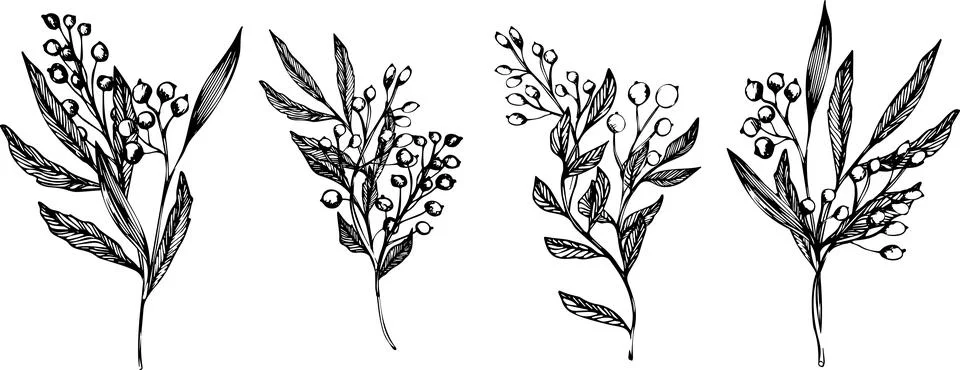Vector set of compositions with leaves and berries drawn in ink. wild plants and Stock Illustration