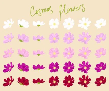 Vector set of cosmos flowers Stock Illustration