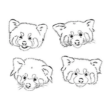 Vector set of cute red pandas in sketch style. Hand drawn Stock Illustration