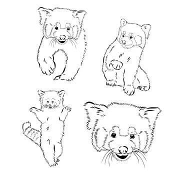 Vector set of cute red pandas in sketch style. Hand drawn Stock Illustration