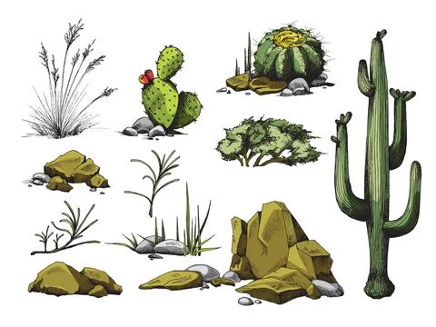Vector set of dessert elements - succulents, stones and cactuses with flowers. 스톡 일러스트