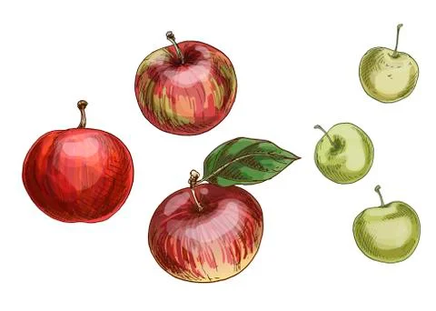Vector set of different apples isolated on white background. Delicious fruit  Stock Illustration