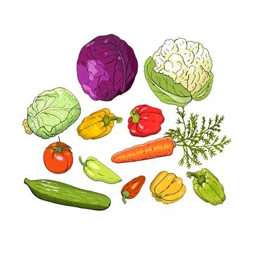 Vector set of different fresh vegetables isolate on white. Hand drawn element Stock Illustration