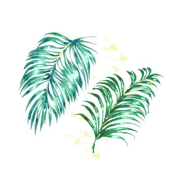 Vector set of different green tropical palm leaves isolated on white background イラスト素材
