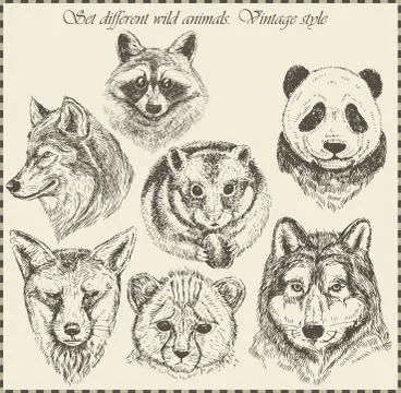 Vector set: different wild animals Stock-Illustration