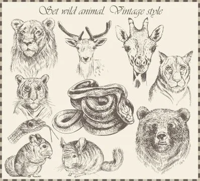 Vector set: different wild animals Stock Illustration