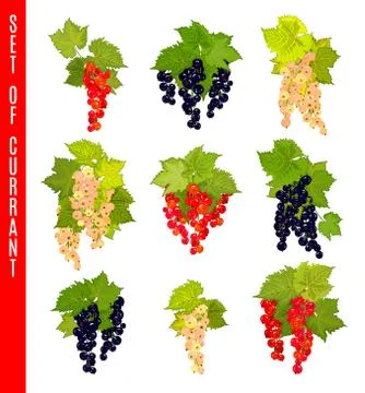 Vector Set of doodle berries. Currant Stock Illustration