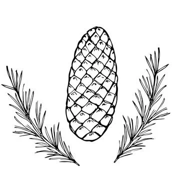 Vector set for drawing Christmas tree branches and cones. Autumn element. Hand Stock Illustration