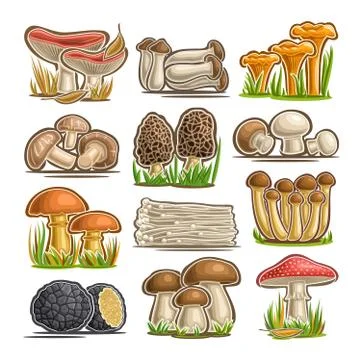 Vector set of eatable Mushrooms Stock Illustration