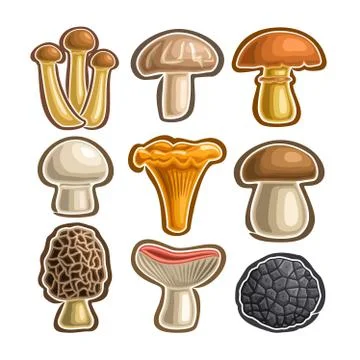 Vector set of edible Mushrooms Stock Illustration