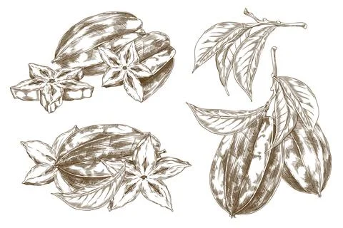 Vector set of elements with a tropical fruit carambola in the shape of a star 스톡 일러스트