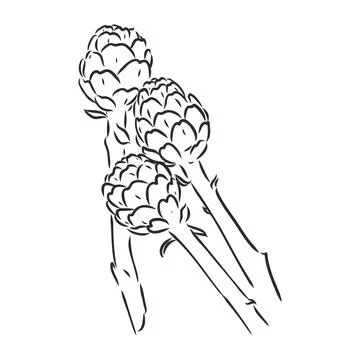 Vector set of engraving illustration green vegetables artichoke on white back Stock Illustration
