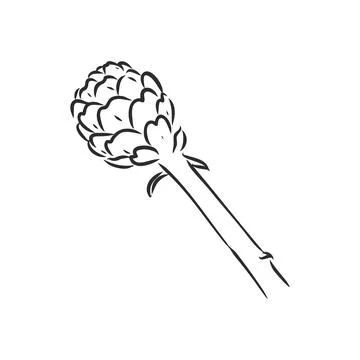 Vector set of engraving illustration green vegetables artichoke on white back Stock Illustration