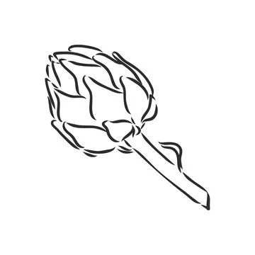 Vector set of engraving illustration green vegetables artichoke on white back Stock Illustration