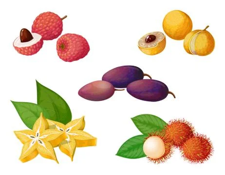 Vector set of exotic fruits and berries. Longan, dacryodes, rambutan, caram.. Illustrazione stock