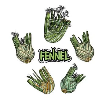 Vector set with fennel. Stock Illustration