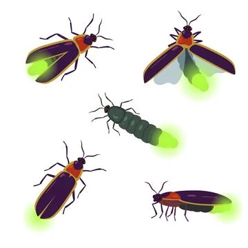 Vector set of firefly beetle drawings with different angles isolated on white Stock Illustration
