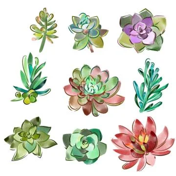 Vector set of floral elements in a watercolor style. Succulents painted in Stockillustratie