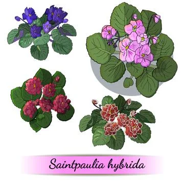 Vector set of flowering African violets with flowers of different colors isol Stock Illustration