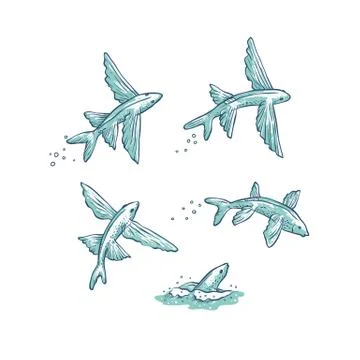 Vector set flying fish jumping dive and swim. Monochrome sketch ray-grey sea Stock Illustration