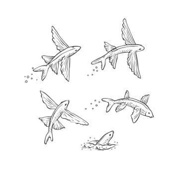 Vector set flying fish jumping dive and swim. Monochrome black sketch sea Stock Illustration